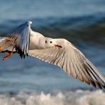 Liebe Grüße von der Ostsee ...