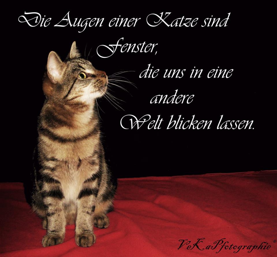 Liebe hat Pfoten 2