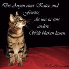 Liebe hat Pfoten 2