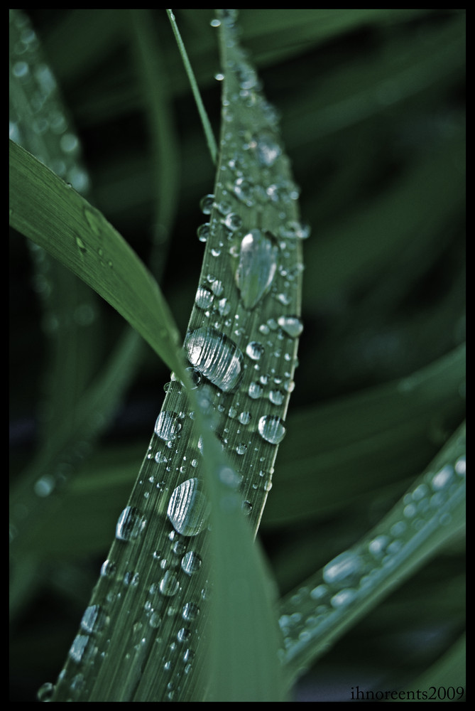 Liebe im Detail: Wassertropfen trifft Blatt