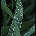 Liebe im Detail: Wassertropfen trifft Blatt