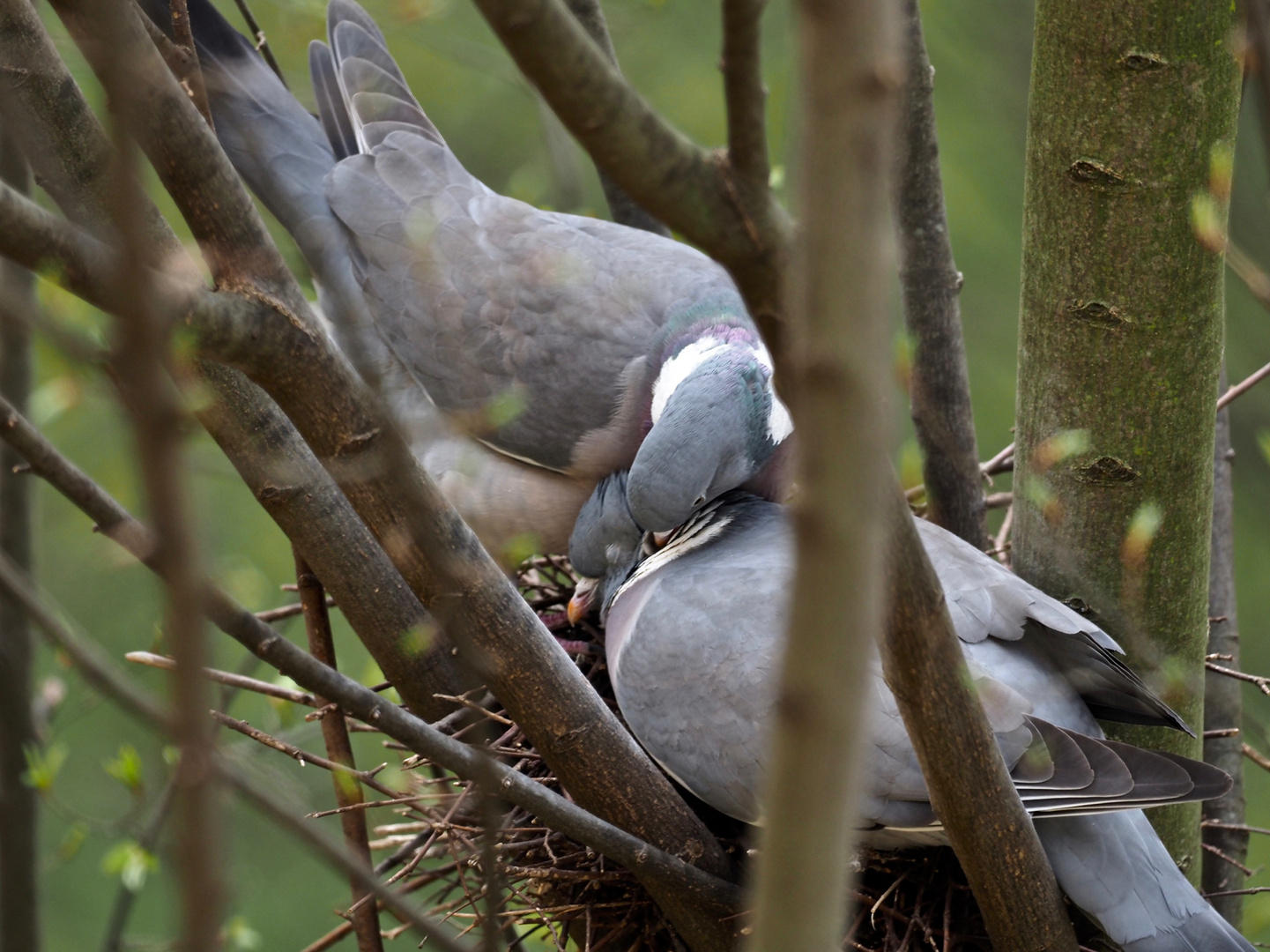 Liebe im eigenen „Nest"...