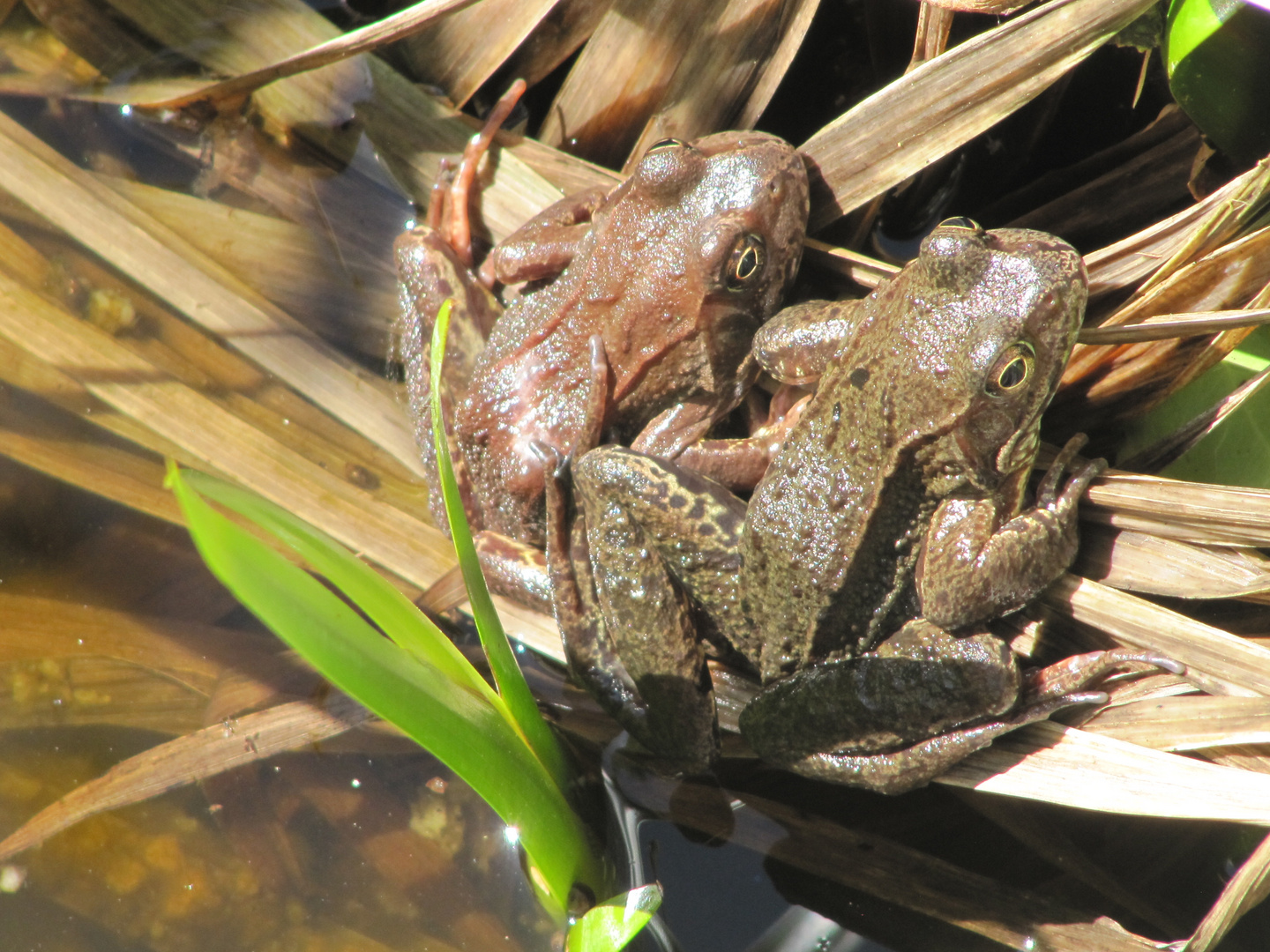 Liebe im Gartenteich