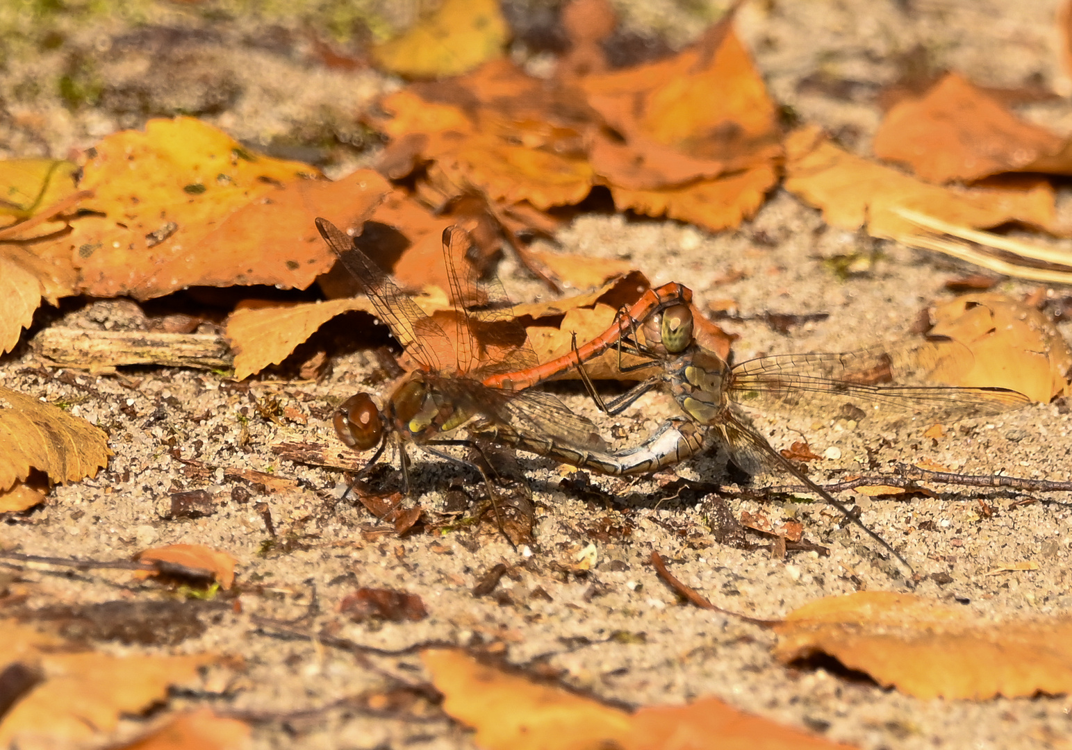 Liebe im Herbst