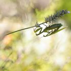 Liebe im Lavendel