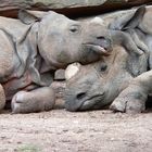 Liebe im Nürnberger Zoo