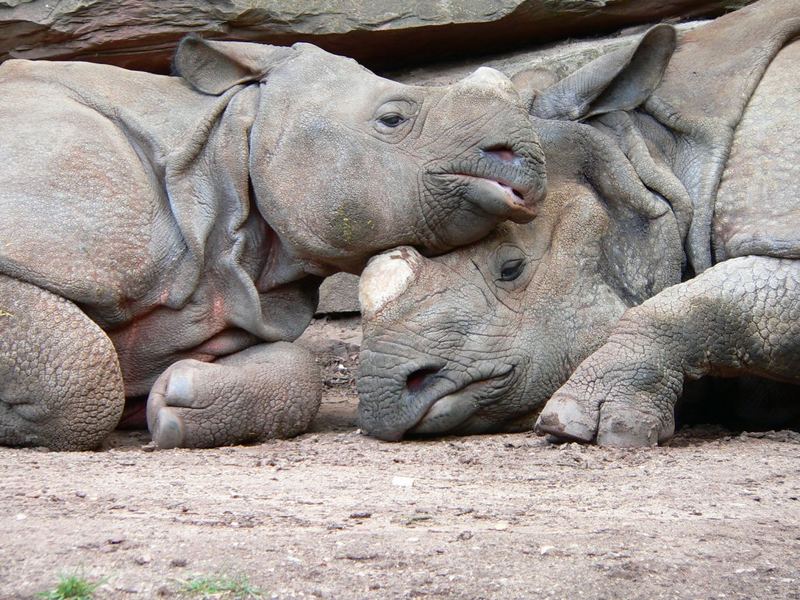 Liebe im Nürnberger Zoo