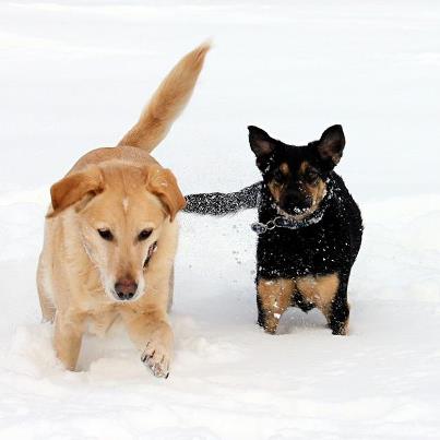 Liebe im Schnee