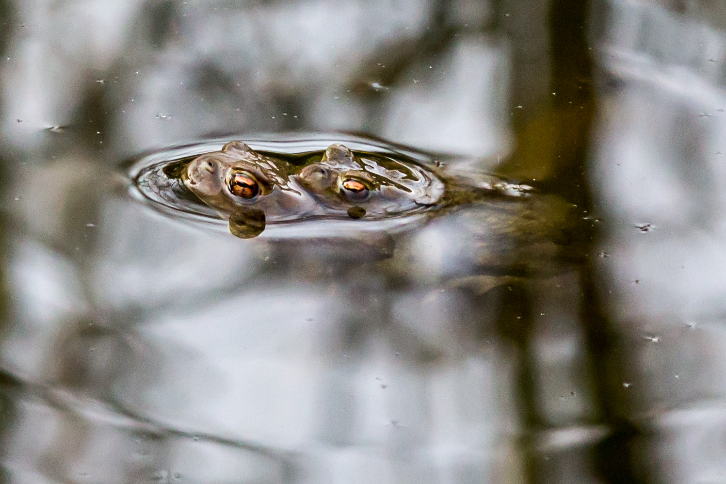 Liebe im Wasser