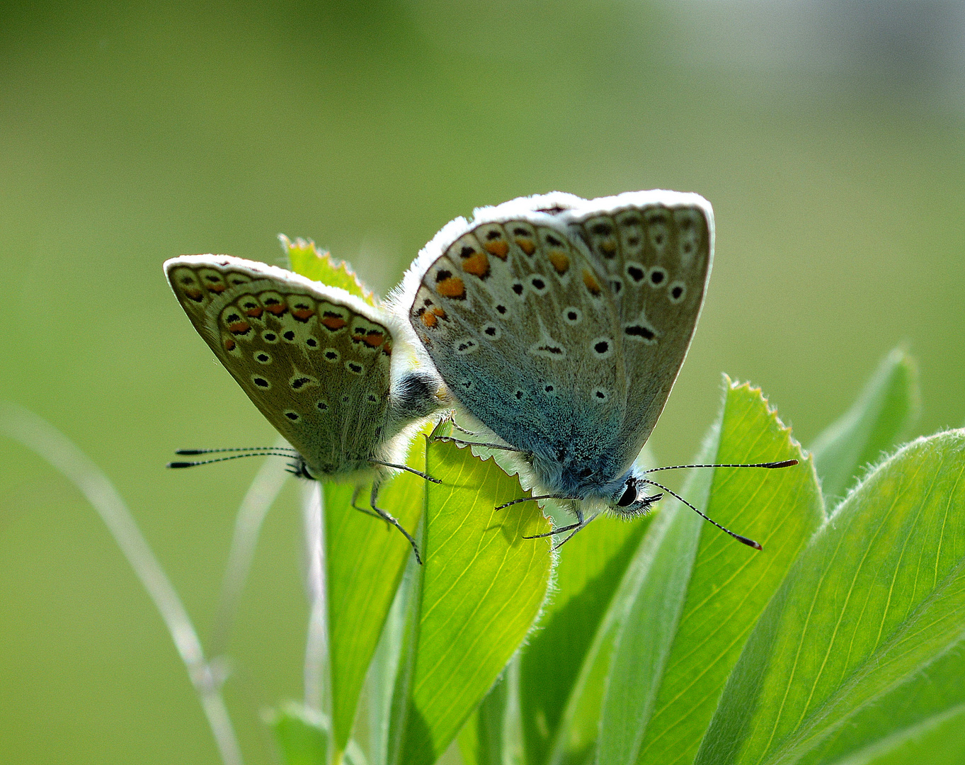 liebe in der mittagssonne