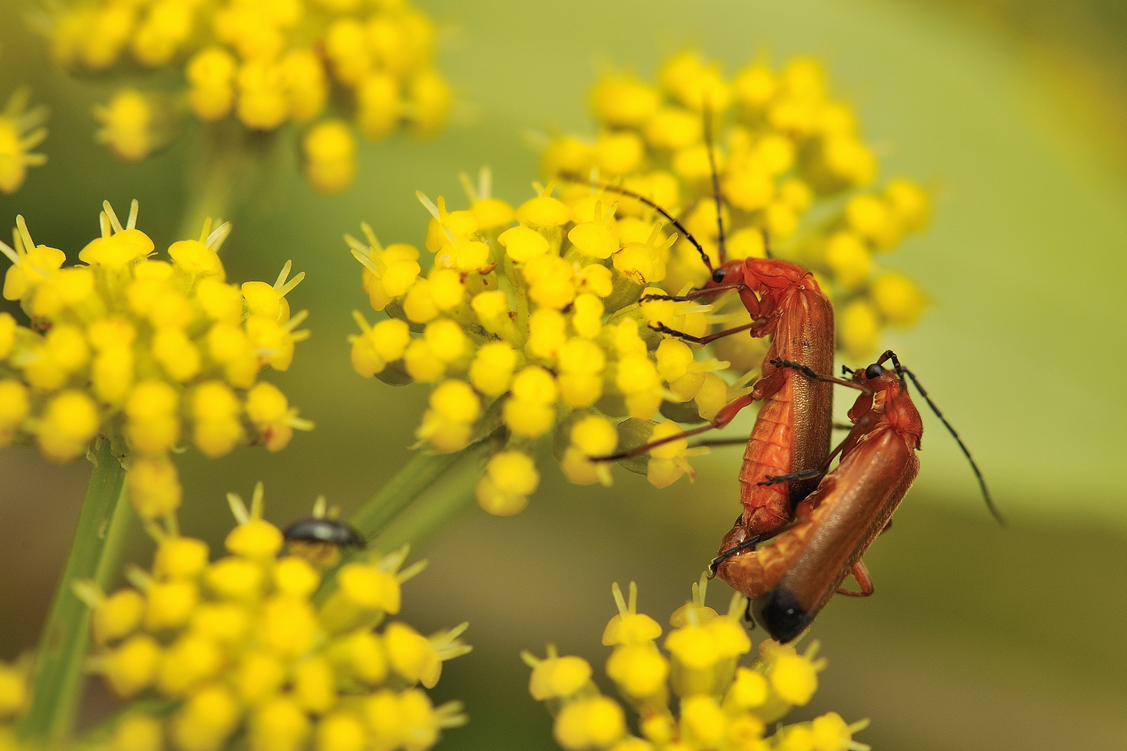 Liebe in der Natur