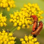 Liebe in der Natur