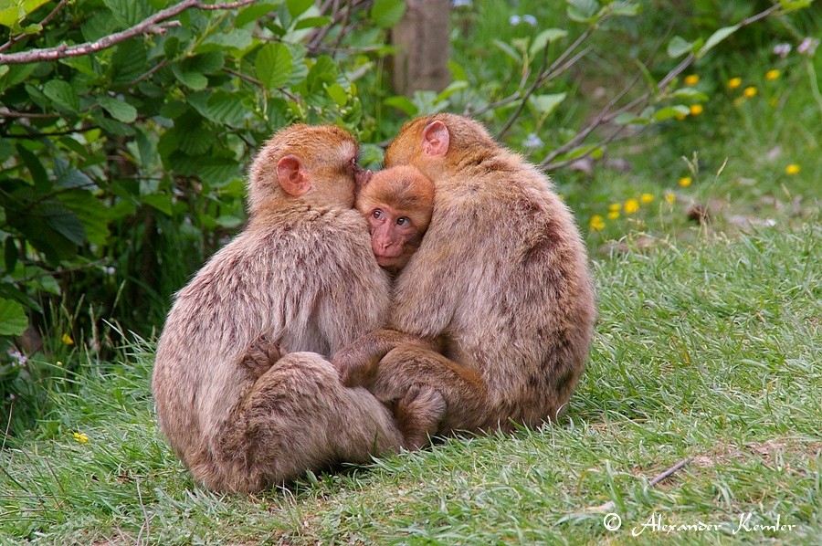 Liebe in der Natur