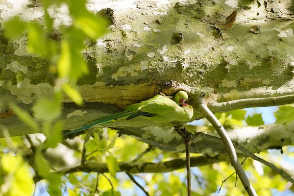 Liebe in der Platane, Halsbandsittiche, Begrüßung