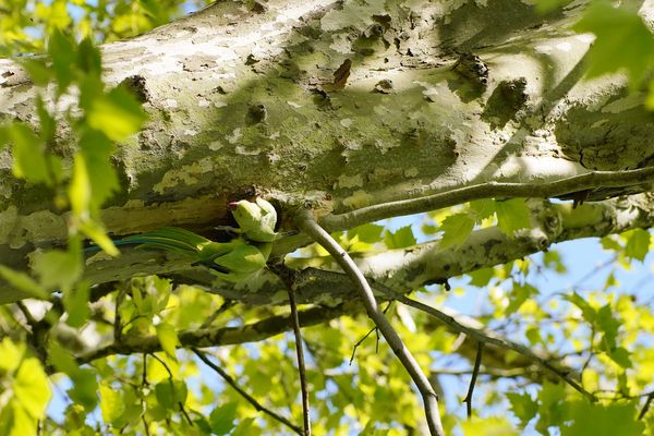 Liebe in der Platane, Halsbandsittiche, Drängeln