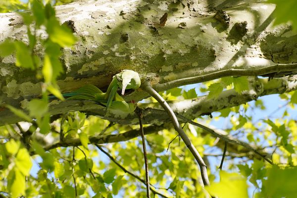 Liebe in der Platane, Halsbandsittiche, Einrichten
