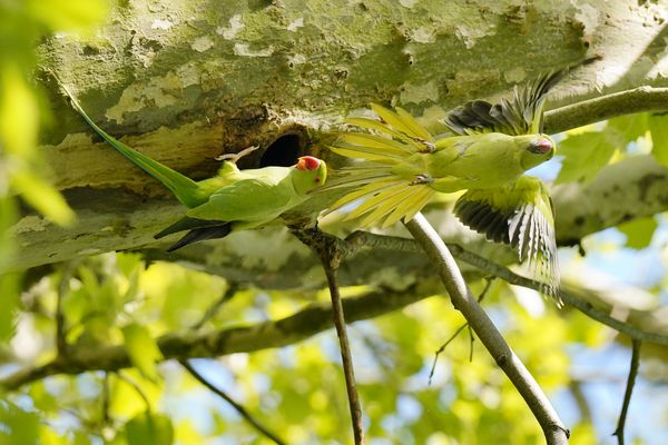 Liebe in der Platane, Halsbandsittiche, Flucht