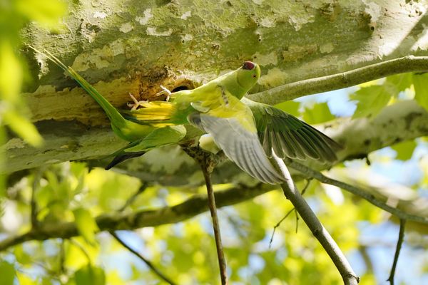 Liebe in der Platane, Halsbandsittiche, Pause