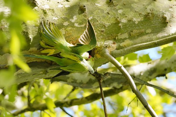 Liebe in der Platane, Halsbandsittiche, Stürmisch