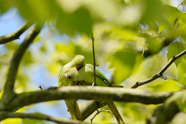 Liebe in der Platane, Halsbandsittiche, Versöhnung