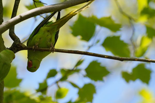 Liebe in der Platane, Halsbandsittiche, Wohl  kopflos