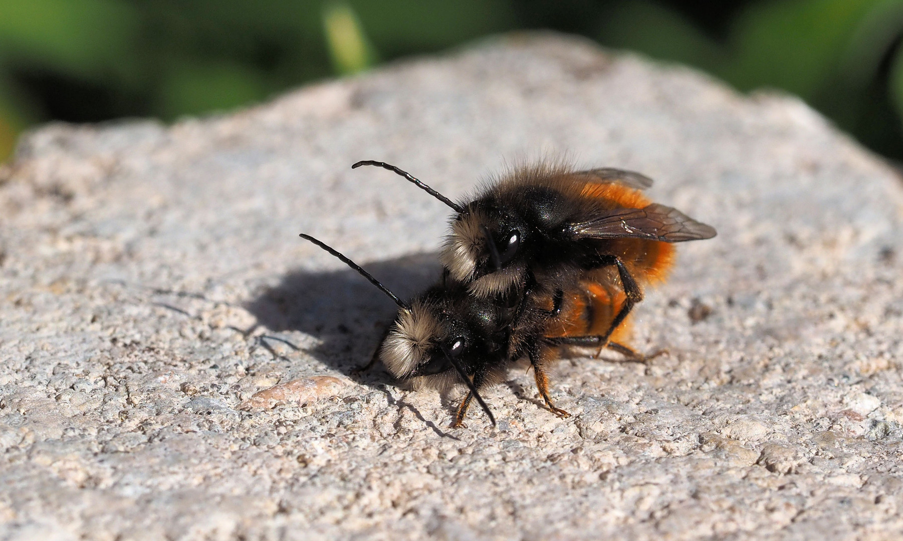 Liebe in der Sonne 