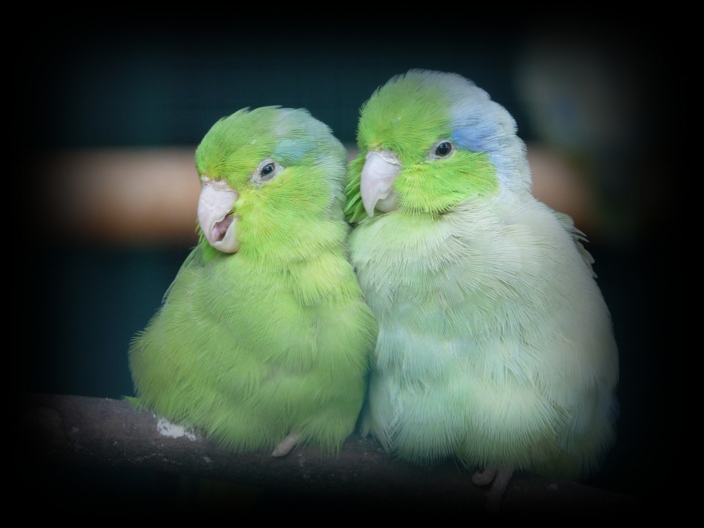 Liebe in der Vogelwelt