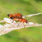 Liebe in ORANGE