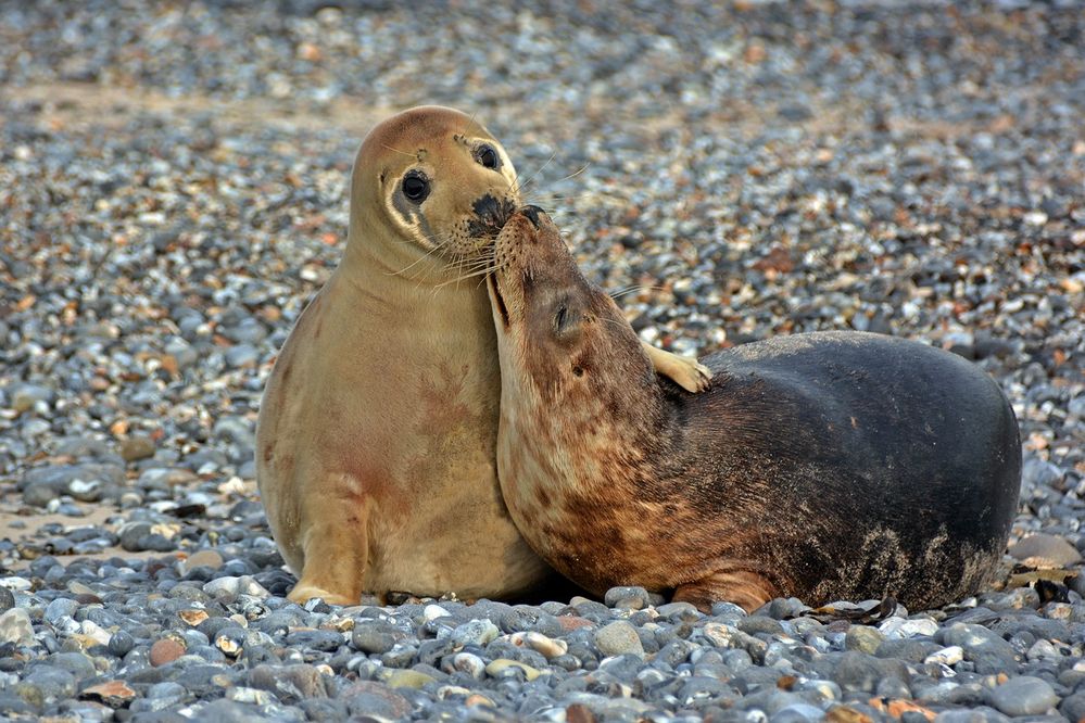 Liebe in Zeiten von . . . .