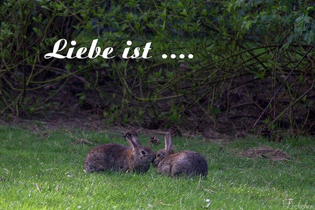 Liebe ist ...