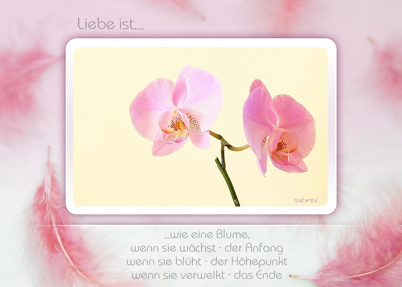 Liebe ist...