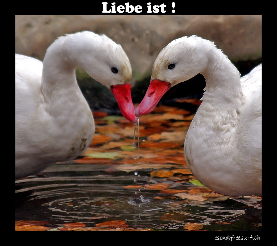 Liebe ist !