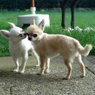 Liebe ist...........  - Chihuahua