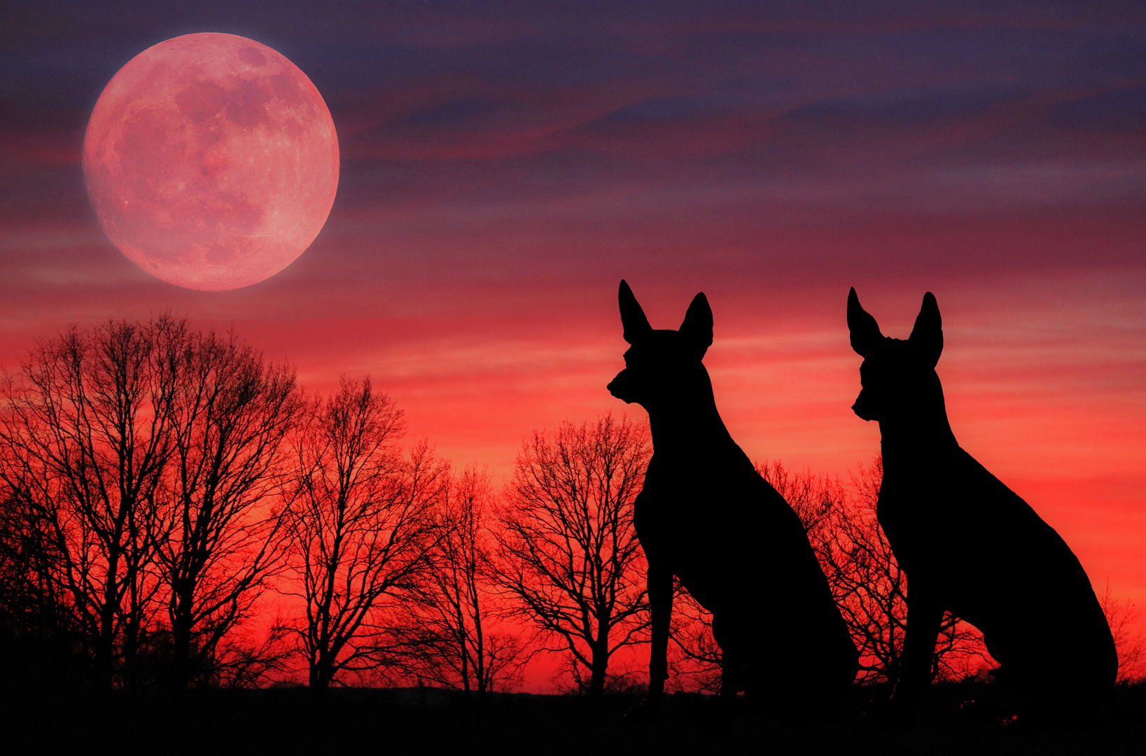 Liebe Ist Gemeinsam Den Mond Beobachten Foto Bild - 