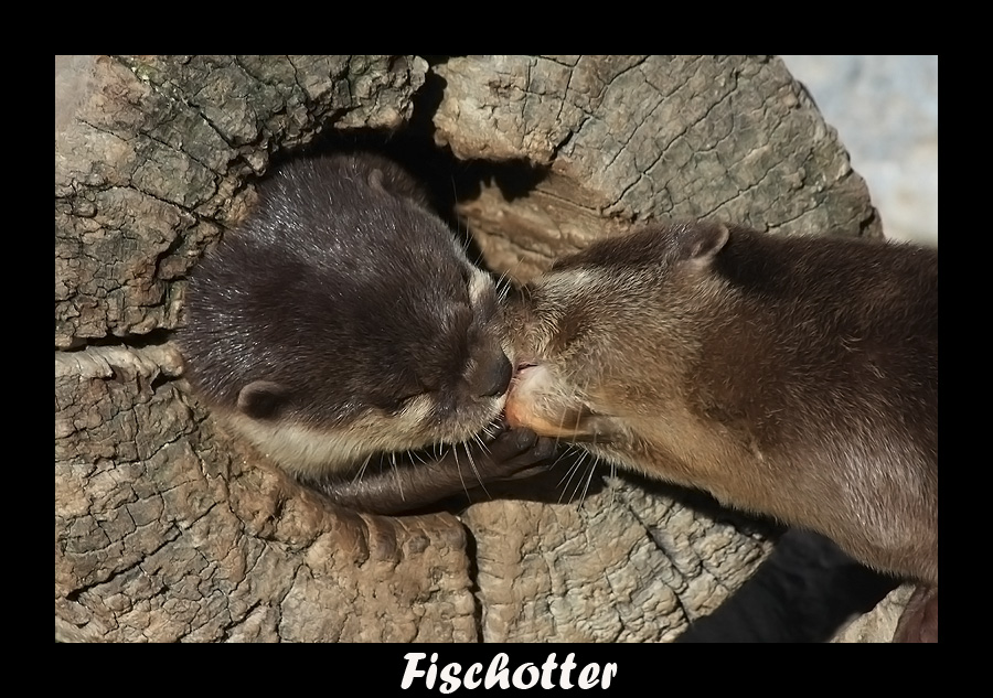 Liebe ist ! Wenn man sich küsst