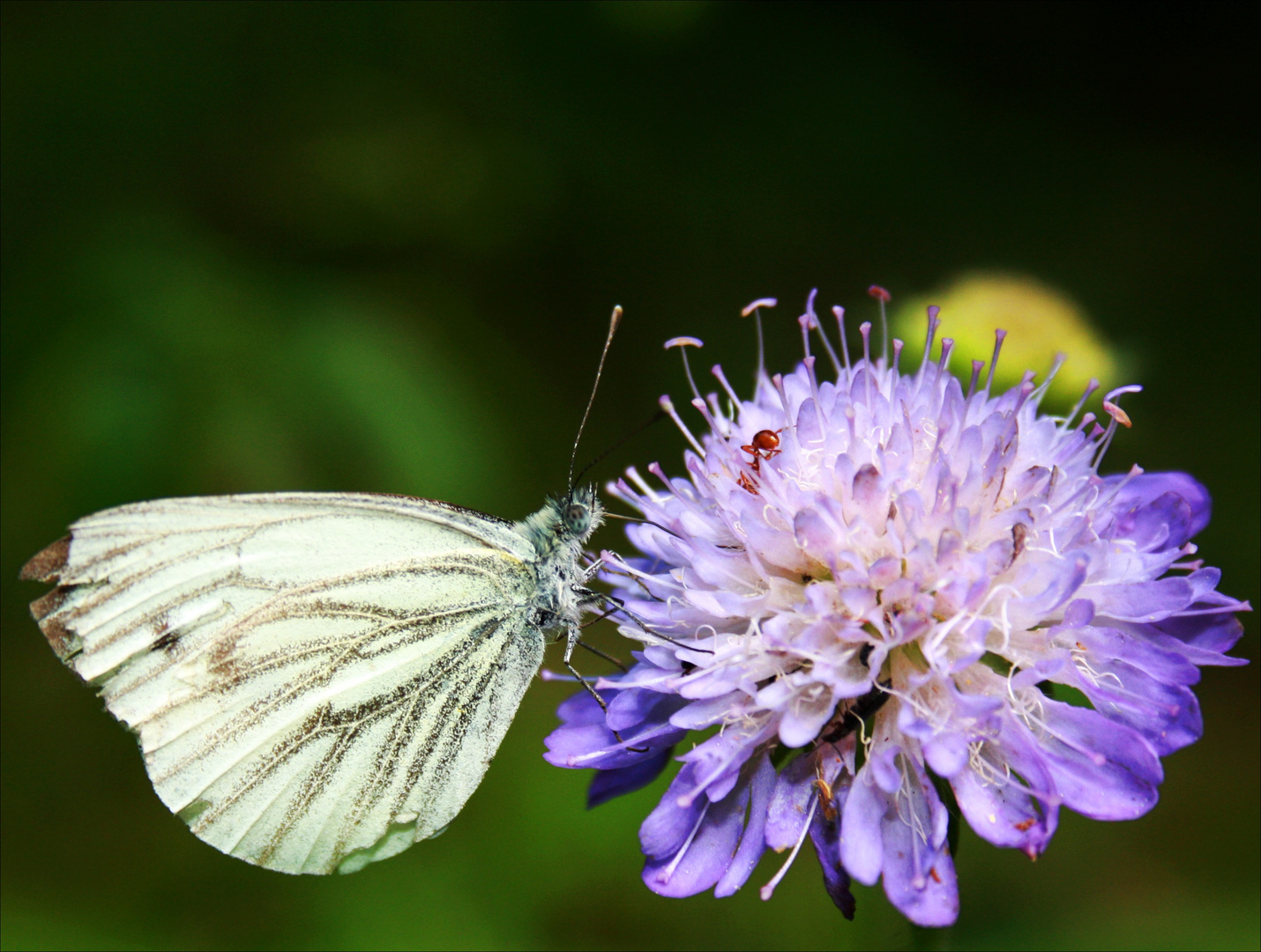 liebe ist wie ein schmetterling, den man fängt.