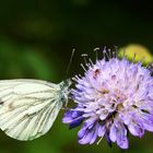 liebe ist wie ein schmetterling, den man fängt.