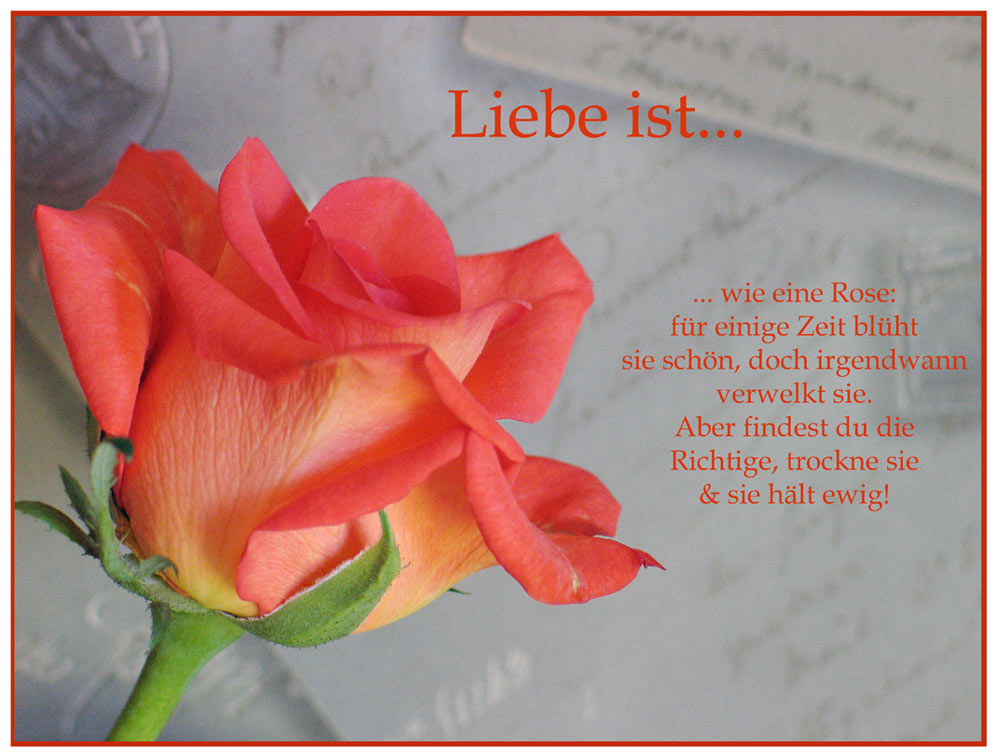 Liebe ist... wie eine Rose