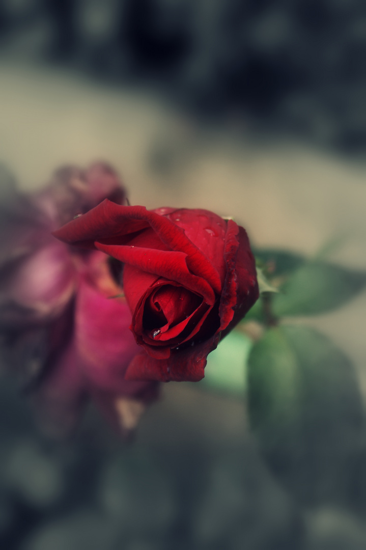 Liebe ist wie eine Rose