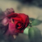 Liebe ist wie eine Rose