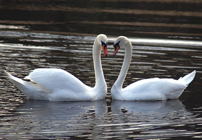 Liebe ist...... wunderschön