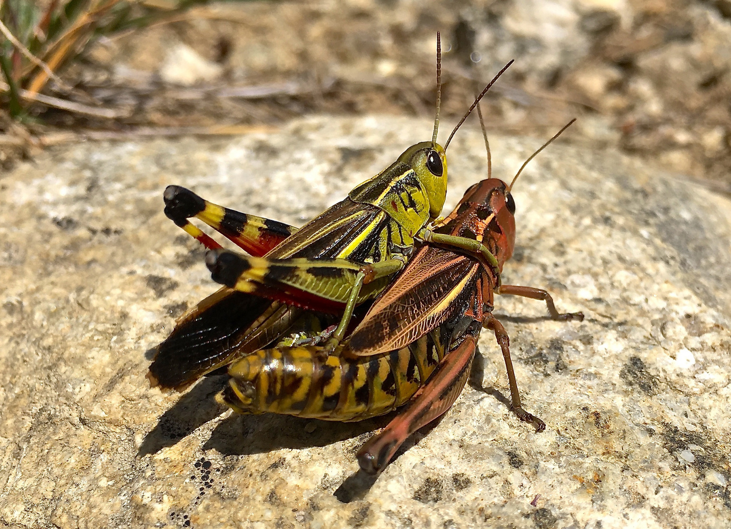 Liebe ist... zusammen den Sommer zu geniessen