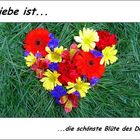 LIEBE IST...die schönste Blüte..