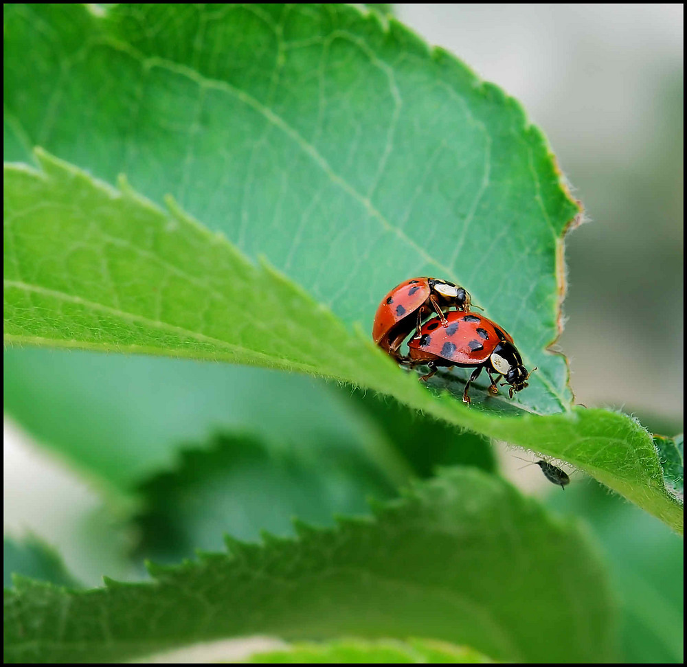 Liebe ist.....schwarz getupft. 2