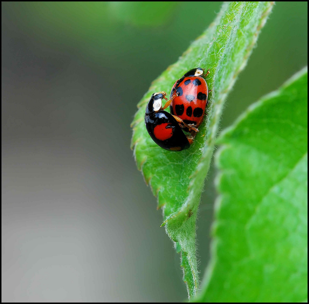 Liebe ist.....schwarz getupft....und / oder rot getupft