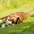 Liebe kennt keine Grenzen. Hund liebt Schwein