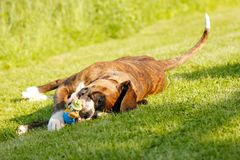 Liebe kennt keine Grenzen. Hund liebt Schwein