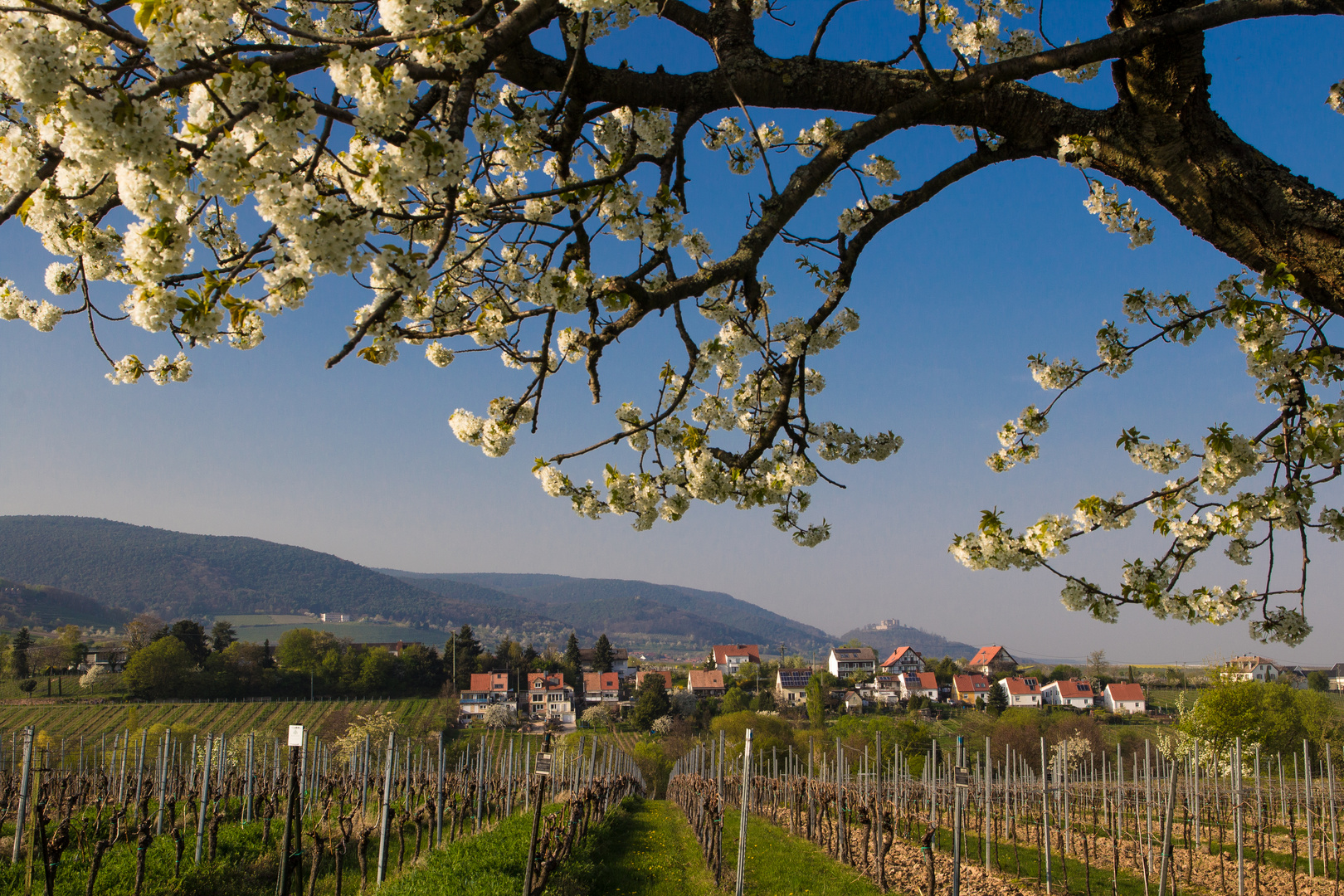 Liebe Ostergrüße aus der Pfalz