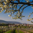 Liebe Ostergrüße aus der Pfalz