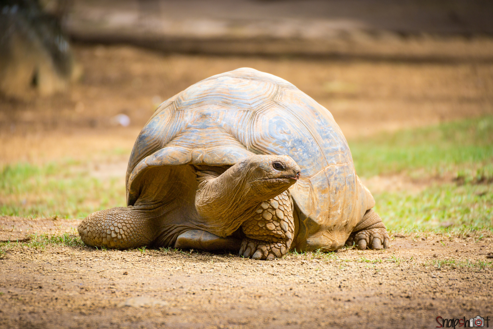 Liebe Riesenschildkröte